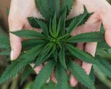 В Раду внесен законопроект о легализации марихуаны