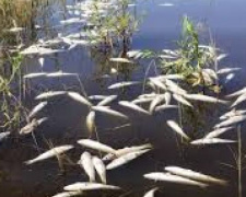 Одна из рек Донецкой области укрыта мертвой рыбой