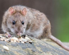 В Украине выявили первый случай заболевания хантавирусом, который переносят крысы