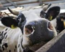 В Донецкой области корова погибла из-за бешенства: введен карантин
