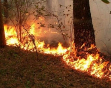 На Донетчине вступил в силу запрет на посещение хвойных лесов из-за чрезвычайной пожарной опасности