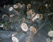 Авдеевские полицейские зафиксировали незаконную вырубку леса: подробности и фото