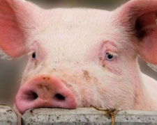 В Донецкой области новая вспышка африканской чумы свиней