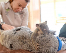 Детёныш коалы обнимает маму во время операции (ФОТО)