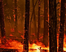 Боевые действия нанесли серьезный урон лесам Донецкой области