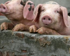 На Донетчине зарегистрирован новый случай африканской чумы свиней