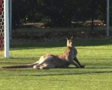 Футбол в Австралии: кенгуру выбежала на поле и улеглась у ворот (ВИДЕО)