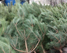 Стало известно, где в Авдеевке можно будет купить новогодние деревья