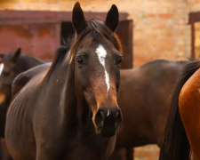   Табун лошадей вывезли из Авдеевки в село под Запорожьем (ФОТО)