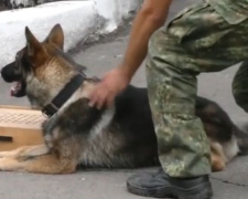 В Авдеевке пес прошел по следу более 5 км и привел к месту, где спрятался убийца (ВИДЕО)