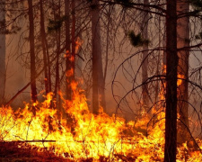 В Донецкой области за выходные потушили четыре лесных пожара