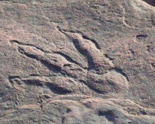 Четырехлетняя девочка нашла след динозавра на пляже: ему около 220 млн лет
