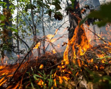 На Донетчине введен официальный запрет на посещение лесных массивов