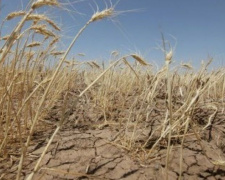 Засуха терзает Донбасс, ситуация – критическая
