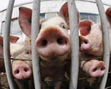 Вспышка африканской чумы свиней зафиксирована на территории Донецкой области