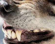В Авдеевке очередной случай нападения собаки на человека (ФОТОФАКТ)