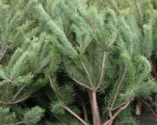 Где в Авдеевке можно будет купить новогодние деревья