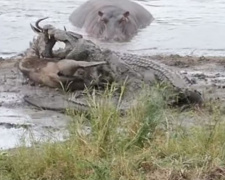Гиппопотамы защитили антилопу от крокодилов (ВИДЕО)