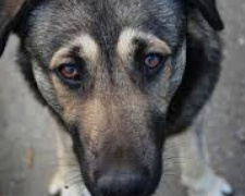 Работает &quot;ЗооКонтроль&quot;: в Авдеевке 20 ноября пройдет отлов бездомных животных