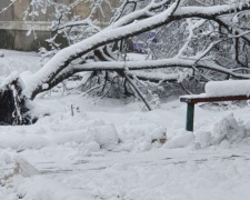Поваленные деревья и сломанные ветки: последствия сильного снегопада в Авдеевке