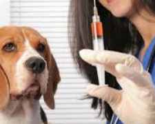 В Авдеевке проведут вакцинацию животных от бешенства