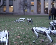 В США роботов-собак выгуляли в парке (ВИДЕО)