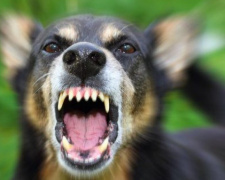 В Авдеевке у бродячей собаки подтвердился диагноз «бешенство»