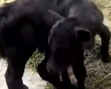 В Китае родился теленок с шестью копытами (ВИДЕО)