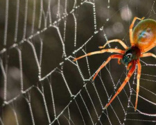 Опасны ли пауки в квартире и как от них избавиться