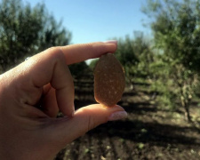 В Донецкой области с миндальной плантации собрали первый урожай орехов