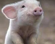 На Донетчине уже зафиксированы пять вспышек чумы свиней