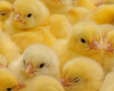 Жителям прифронтовых населенных пунктов на Донетчине ФАО поможет цыплятами и кормом