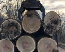 В Покровском районе вырубили дубы на 700 тысяч гривен. Под подозрением – лесничий