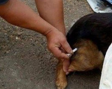 В Авдеевке вакцинируют животных: когда и где