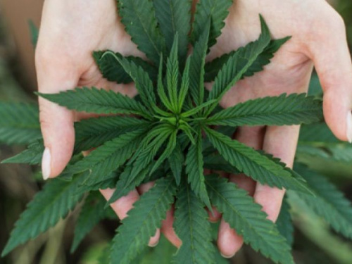 В Раду внесен законопроект о легализации марихуаны