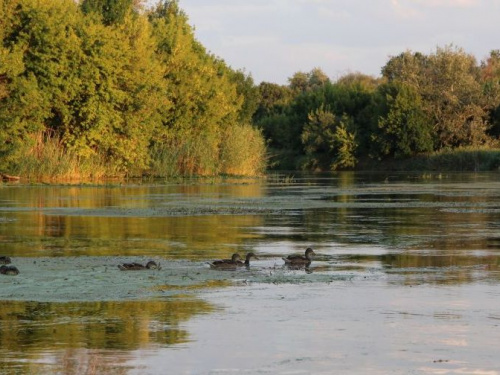 В Донецкой области возьмутся за очистку рек от ила и грязи