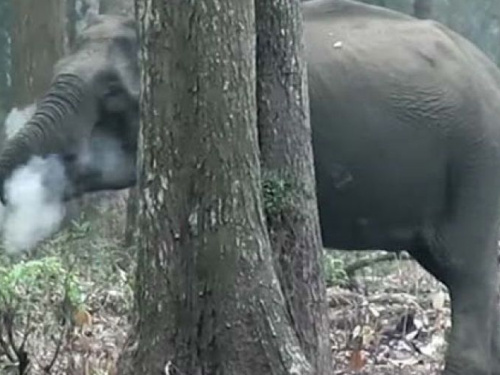 Извергающую дым слониху сняли на видео (ФОТО+ВИДЕО)