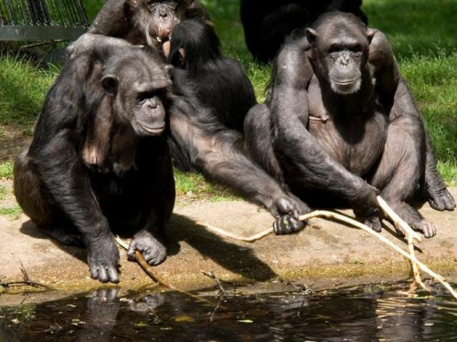 Шимпанзе сделали из сломанной ветки лестницу, чтобы сбежать из зоопарка (ВИДЕО)