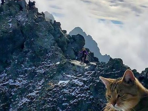 Альпиниста на вершине горы встретил домашний кот (ФОТО+ВИДЕО)
