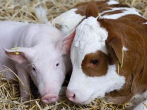 Як авдіївці повинні утримувати домашню худобу: в Україні діятимуть європейські вимоги до благополуччя тварин