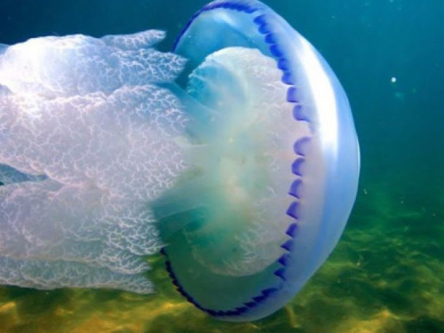 Нашествие медуз. Как корнероты и аурелии превратили Азовское море в кисель и когда это закончится