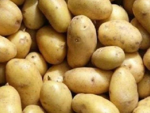 В Раде под креслом одного из нардепов нашли пятикилограммовый пакет сырого картофеля