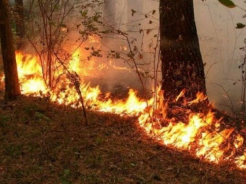 На Донетчине вступил в силу запрет на посещение хвойных лесов из-за чрезвычайной пожарной опасности