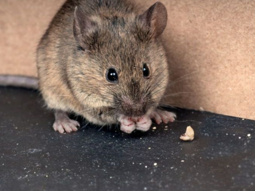 В Великобритании фермер обнаружил мышь-уборщицу (ВИДЕО)