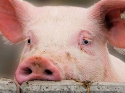 В Донецкой области новая вспышка африканской чумы свиней