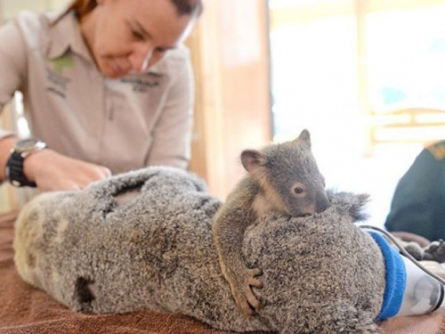 Детёныш коалы обнимает маму во время операции (ФОТО)