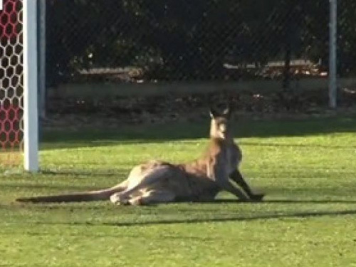 Футбол в Австралии: кенгуру выбежала на поле и улеглась у ворот (ВИДЕО)
