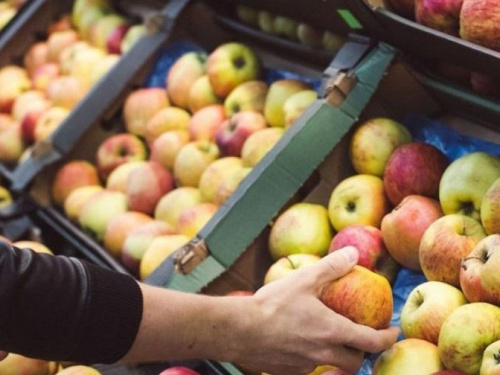 Эксперты прогнозируют цену яблок - 75 грн за килограмм