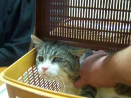 Сбежавшего кота-наркокурьера подменили на суде