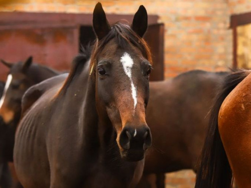   Табун лошадей вывезли из Авдеевки в село под Запорожьем (ФОТО)